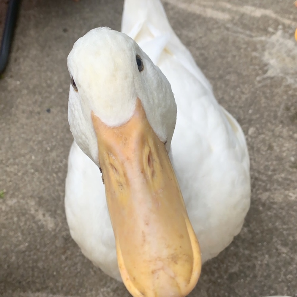 Meet your Posher, Bailey